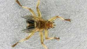 Pigeon zaškrtnutí, nebezpečí, bezpečnostní opatření